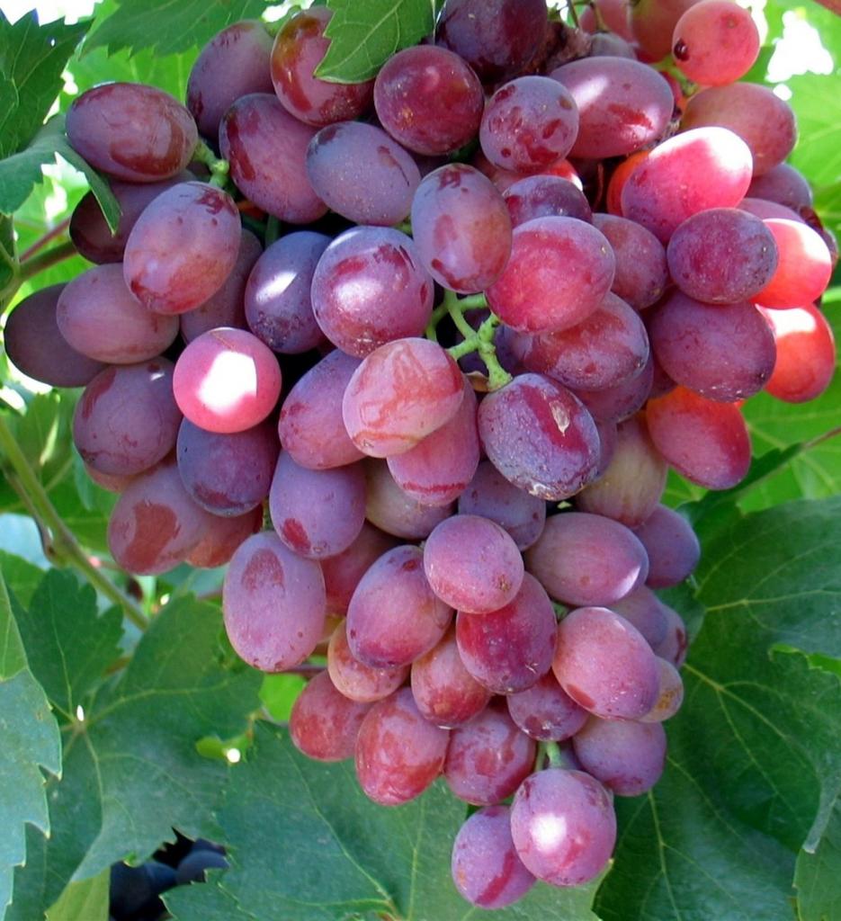 Калорийность сладкого винограда
